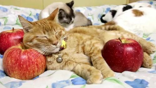 小猫咪枕着2个苹果睡觉可能是想表达我不缺吃的