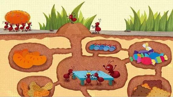 蚂蚁如何建造地下巢穴说说关于蚂蚁你可能不知道的那些事