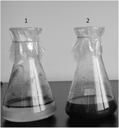 石油降解菌oil 2623,石油降解菌oil 2623分离纯化方法及其应用与