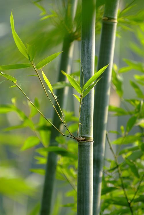 您见过这么美的竹子吗?高清竹图,值得收藏.