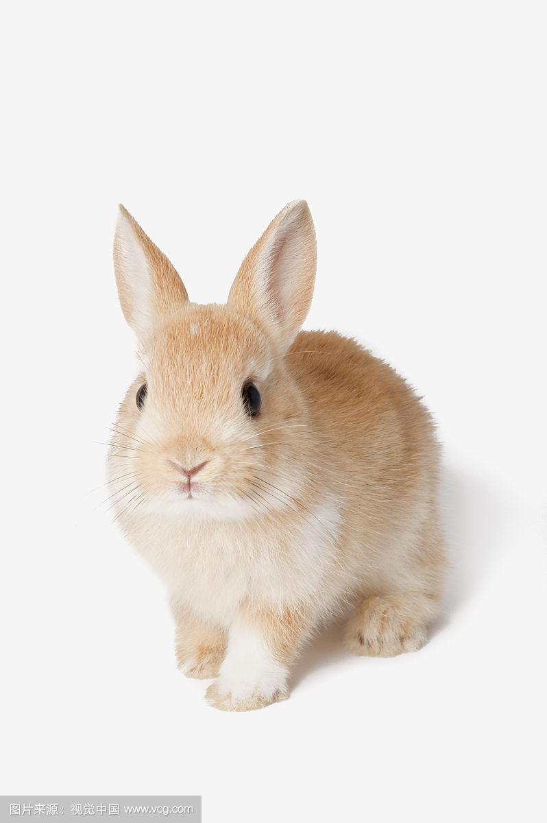 兔子,