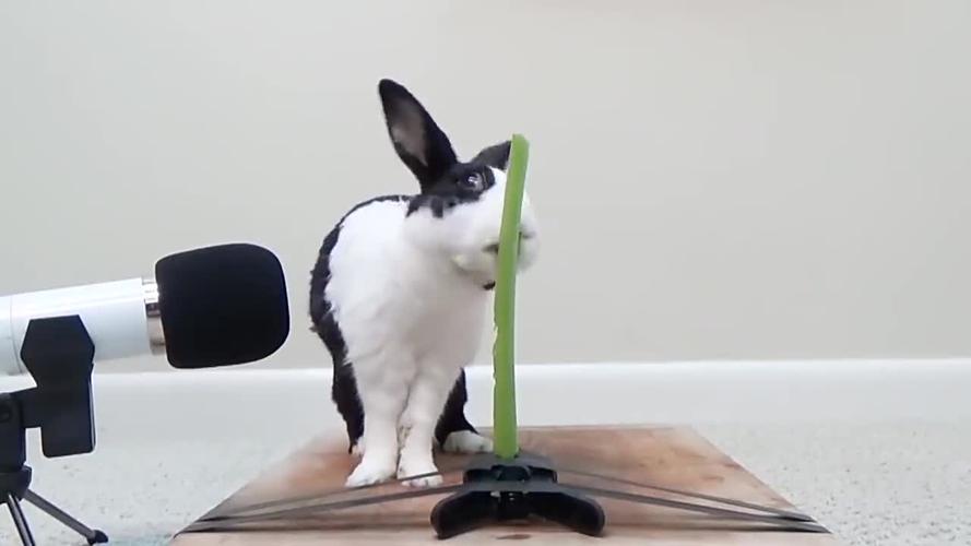 兔子喜欢吃芹菜吗