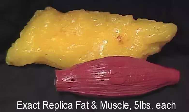 脂肪与肌肉对比高清图
