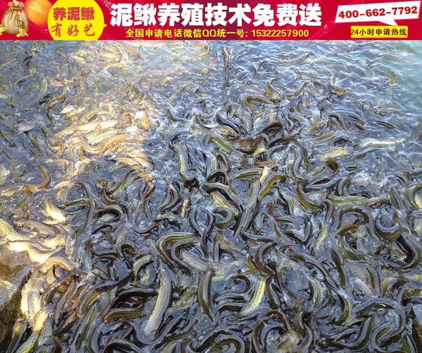 云南泥鳅养殖技术|大全台湾泥鳅养殖技术|大棚养殖泥鳅技术
