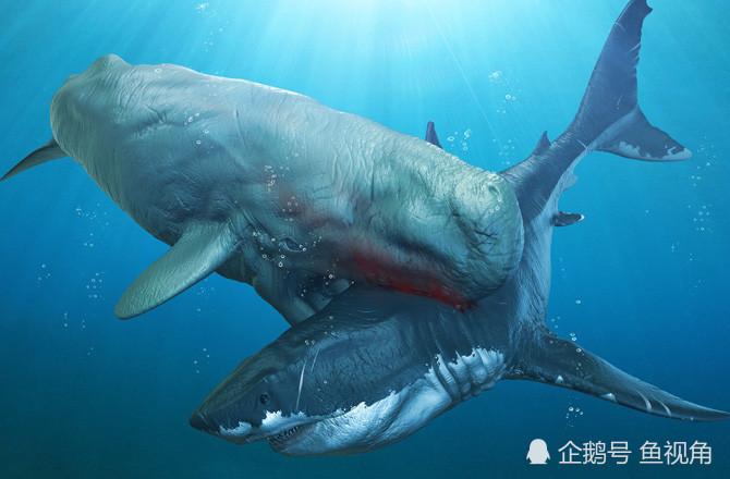 巨齿鲨的天敌是谁梅尔维尔鲸