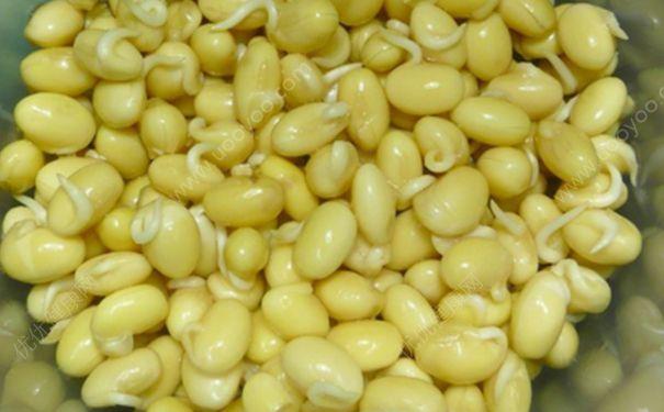 一斤黄豆产多少豆芽