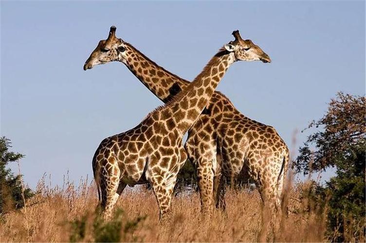 长颈鹿高多少米(世界上现存最高的陆生动物,最高近6米,腿长1.