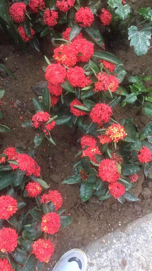 龙船花,也叫百日红,开花期长3-12月都可以开花!喜湿润炎热气候!