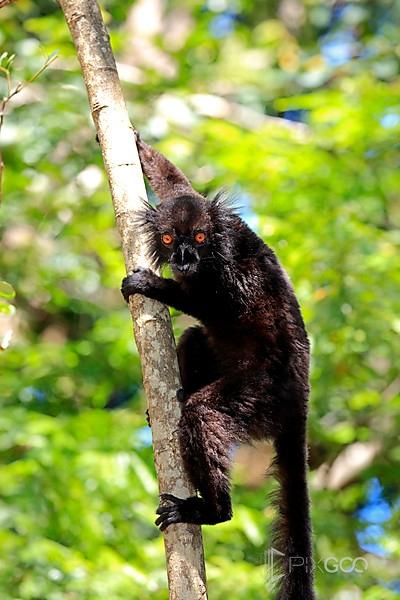 黑狐猴(eulemur狐猿),成年男性在一棵树上,诺西空巴,马达加斯加,非洲