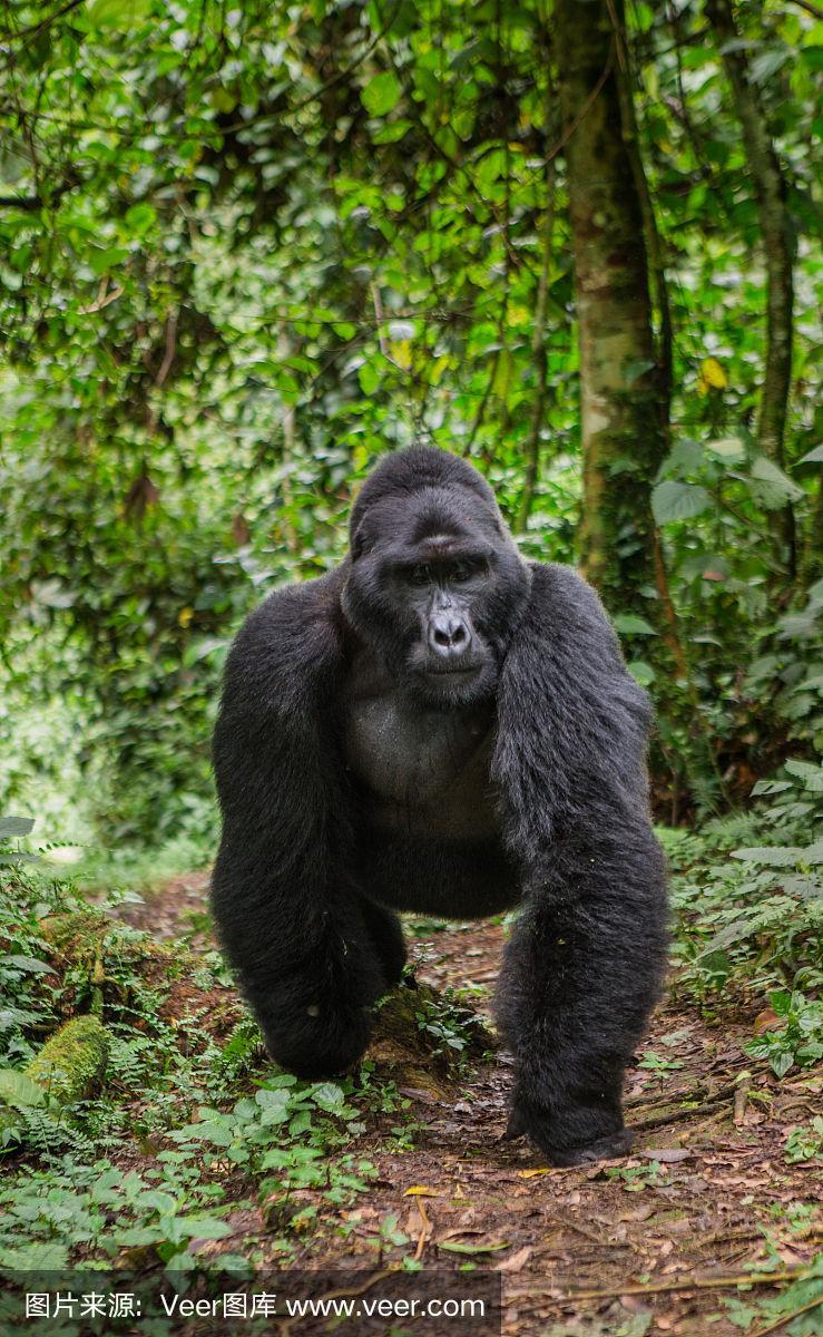 热带雨林中占统治地位的雄性山地大猩猩.乌干达.布温迪密林国家公园.
