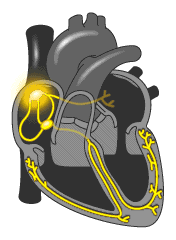 心脏跳动动态模拟图