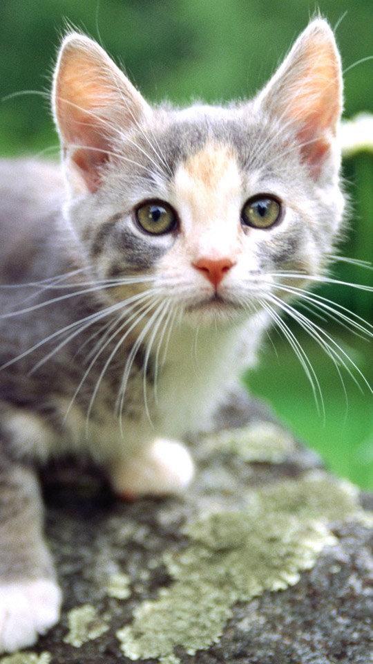 可爱的小猫咪头像手机壁纸,动物,可爱,猫,喵星人,萌宠,手机壁纸,540
