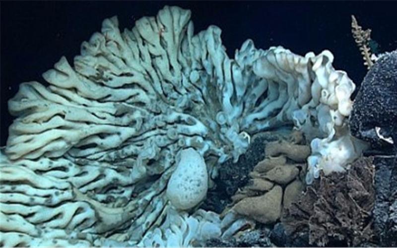 科学家发现巨型海绵,深藏海底2100米,比一个人还大