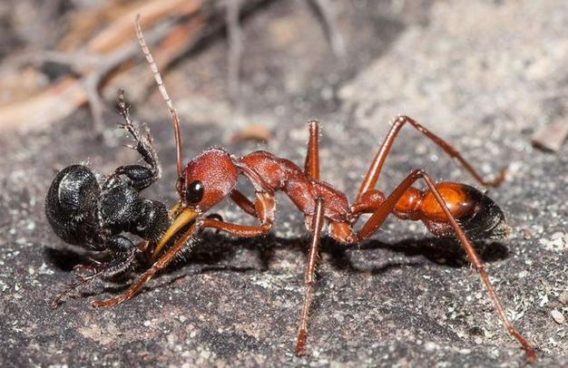 世界上最大的蚂蚁的图片长什么样