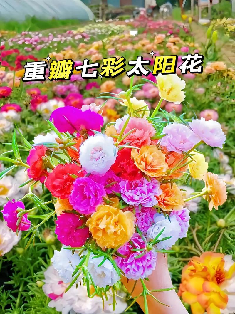今年最流行的七彩太阳花重瓣种子,让 - 抖音