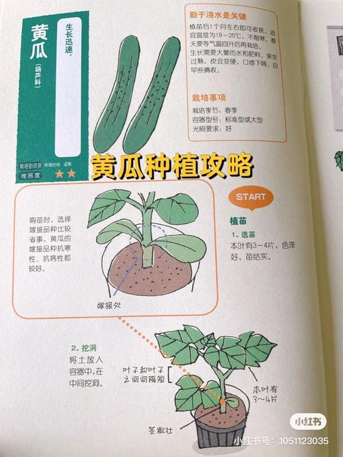 黄瓜和罗勒种植