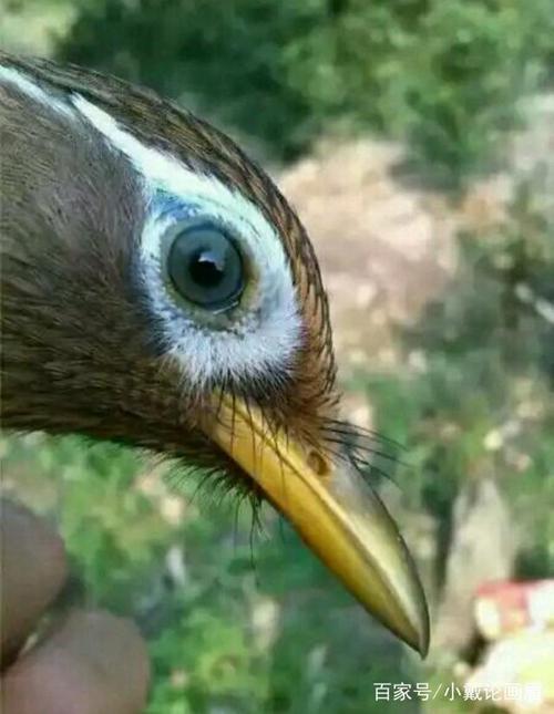 画眉打鸟眼道的大青眼到底是什么样?