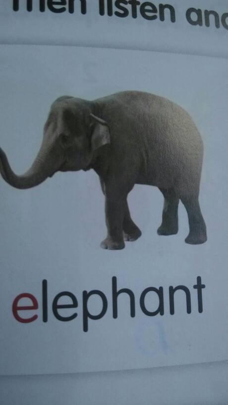 大象的英语单词怎么读