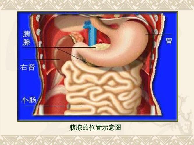 胰腺位于人体哪个位置