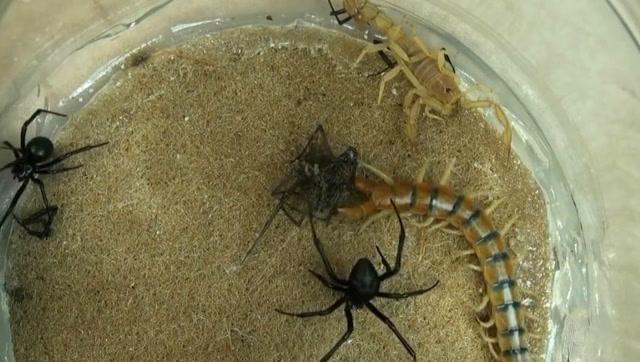 黑寡妇蜘蛛vs巨蜈蚣vs蝎子,到底谁会先败下阵