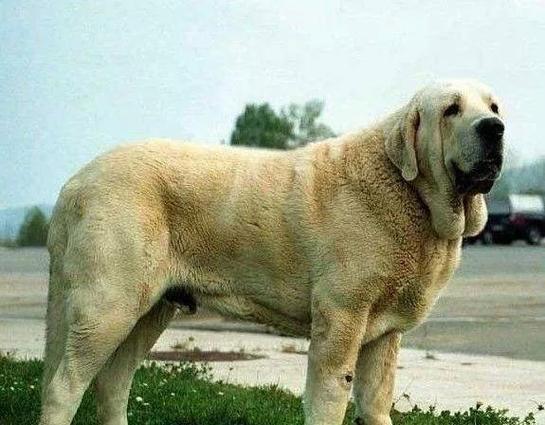 十大巨型犬排行(盘点世界上体型最大的10种狗) - 爱知识