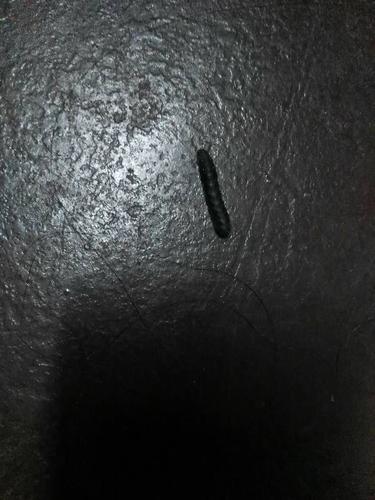 有没有哪位大神知道这是什么虫子,黑黑的,软软的,1.5cm左右,爬的还