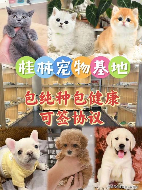桂林买金毛首页网站丨金毛犬多少钱一只桂林金毛犬多少钱一只丨买宠物