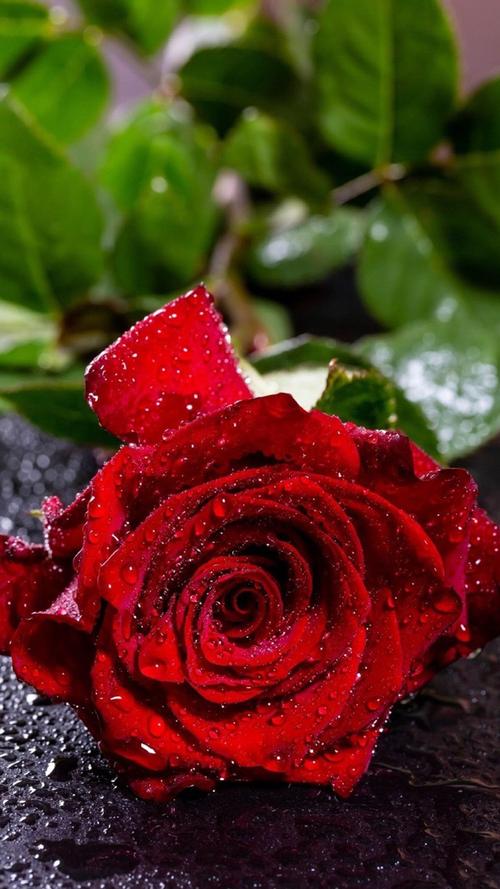 唯美艳丽的红玫瑰图片手机壁纸
