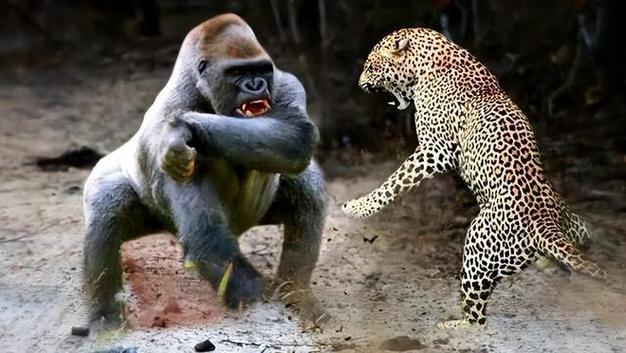 金钱豹挑战大猩猩:银背三绝技杀得偷猎的花豹狼狈逃窜|传奇|猎捕_网易
