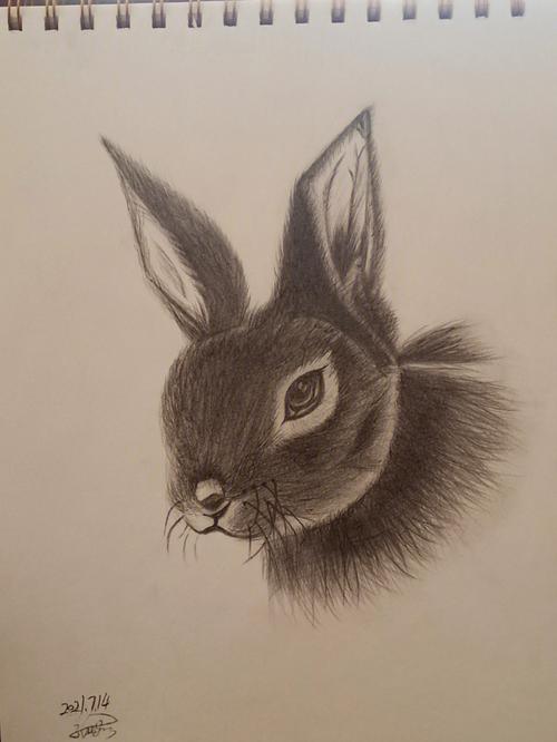 兔子素描画