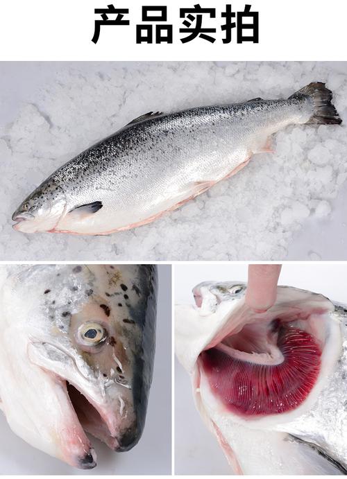 三文鱼整条 新鲜挪威进口冰鲜三文鱼刺身 生鱼片 整条5-6公斤包邮