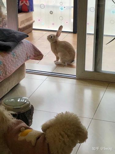 隔壁的小白兔