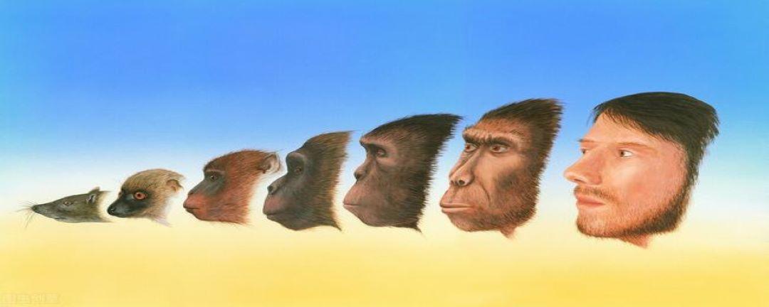 猿猴进化成人类的过程