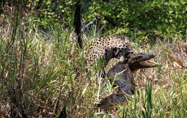 奇闻趣事:由于食物短缺,非洲猎豹咬死大鳄鱼!