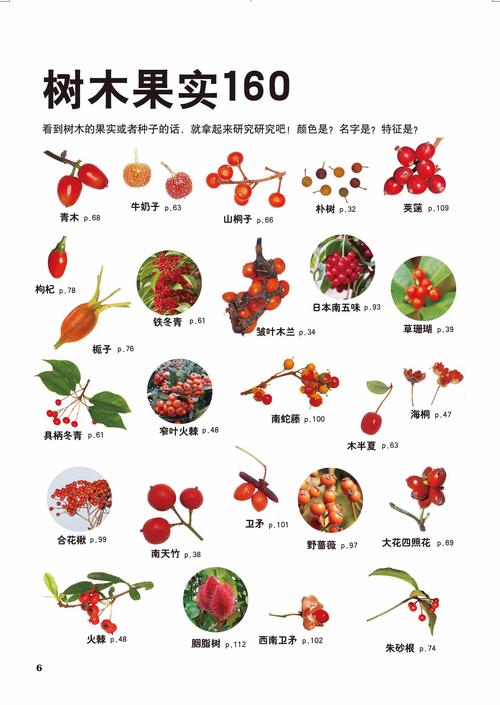 多样的植物种子