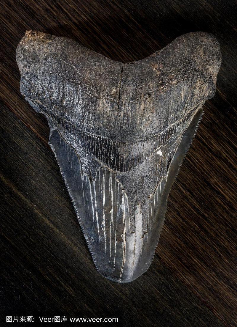 化石巨齿鲨的牙齿在黑暗的背景