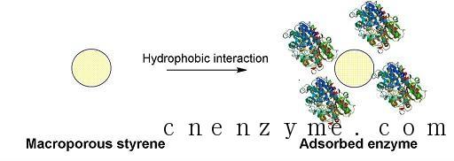 固定化酶及其载体