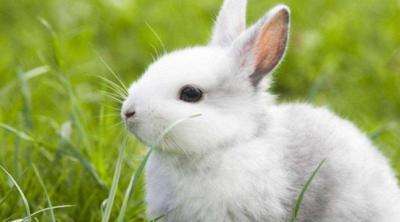 兔子的寿命取决于饮食,想给它更健康的生活?学会喂食方法插图10