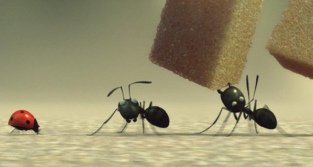 小蚂蚁的特点
