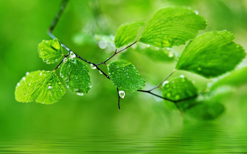 绿色的主题背景水滴在树叶上的壁纸