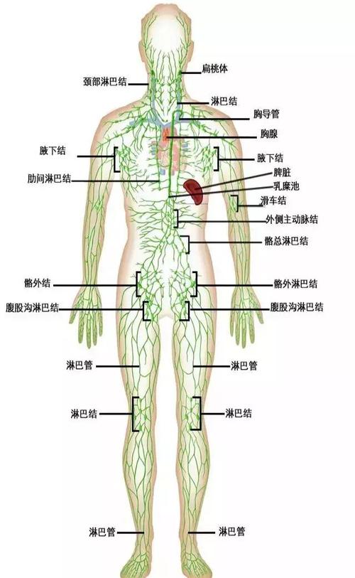system)是脉管系的一组成部分,由淋巴细胞,淋巴管,淋巴结及一些非淋巴