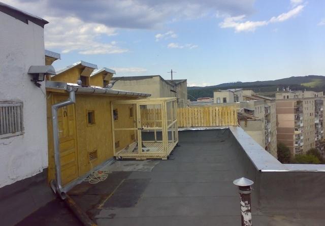 家庭楼顶建造鸽子屋饲养鸽子的实例