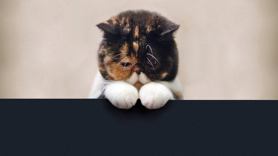 伤心的小猫图片桌面壁纸下载