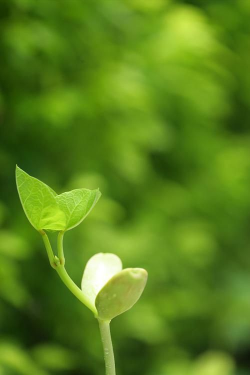 绿色背景植物嫩芽高清图片图片