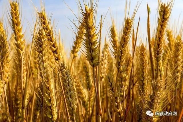 这几年临颍县小麦连年大丰收,为我国粮食安全做出了积极贡献