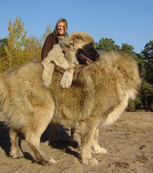 世界上最大的狗,高达2.3米,女主人为它拒绝男性追求