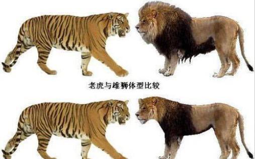 东北虎和非洲雄狮体型对比东北虎明显比雄狮体型长一米黄铜还想挑战