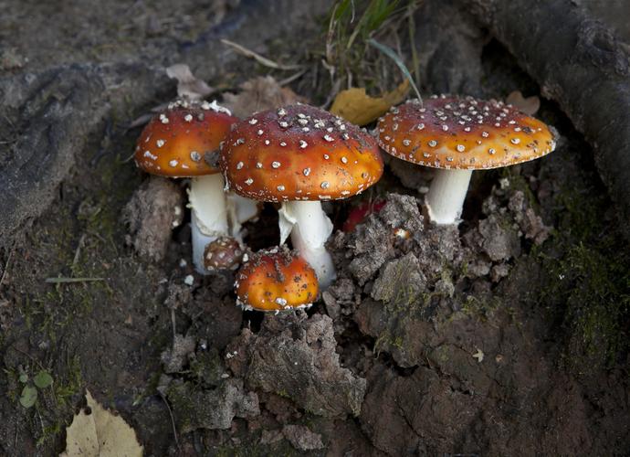 蘑菇,秋日树林,伞形毒菌,毒蘑菇