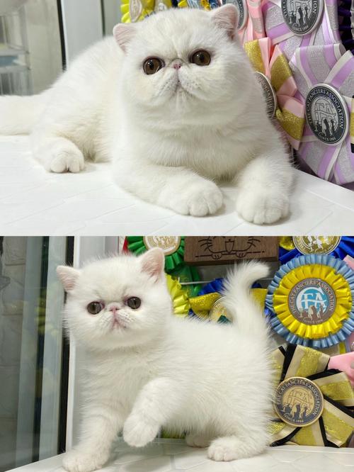 纯白加菲猫3个月10个月的蜕变