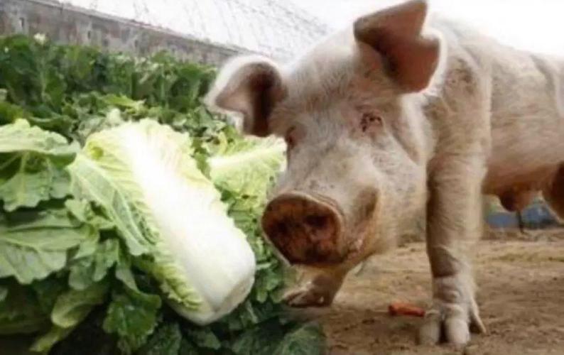 猪拱白菜搞笑图片